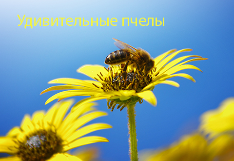 Удивительные пчелы