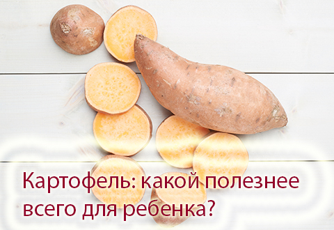 Картофель: какой полезнее всего для ребенка?