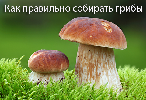 10 советов, как правильно собирать грибы