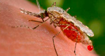 Мыло против малярии