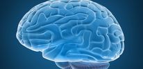 Ученые развеяли миф о  безграничных возможностях мозга