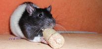 Итальянские ученые обнаружили, что особый набор аминокислот способен увеличить продолжительность жизни мышей на 12%. Возможно, скоро чудо-элексир появится и на фармацевтическом рынке.