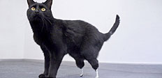 Впервые в мире в Великобритании ученые смогли заменить лапы кошке полноценными биотическими протезами. Двухлетнему коту Оскару отрезало задние лапы комбайном в октябре прошлого года. Спустя девять месяцев он снова может ходить и прыгать не хуже своих соро