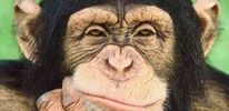 У шимпанзе есть моральные принципы
