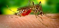 Новая малярия не поддается лечению