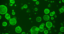 Стволовые клетки кишечника регулируются с помощью бактерий