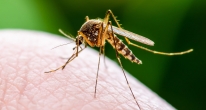 Лучшая защита от комаров
