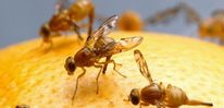 Ученые обнаружили признаки интеллекта у насекомых