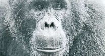 Почему шимпанзе враждуют друг с другом?