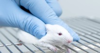 Исследователи удалили амилоидные бляшки у мыши