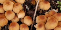 Псилоцибиновые грибы вызывают гипоксию