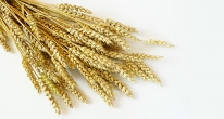 Эффект пророщенной пшеницы