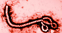 ZMapp против вируса Эбола