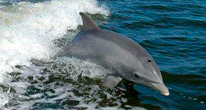 Язык дельфинов существует