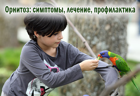 Коварный орнитоз: симптомы, лечение, профилактика