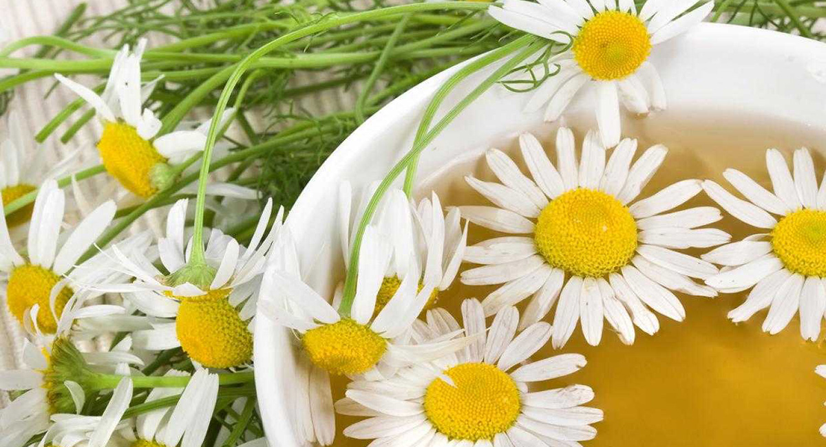 Лечение народными средствами при беременности, настои