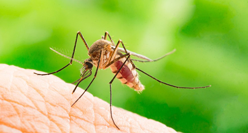 Новое представление о том, как организм реагирует на малярийную инфекцию