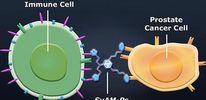 Ученые разработали искусственные антитела