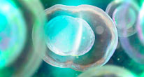 Стволовые клетки не склонны к мутациям