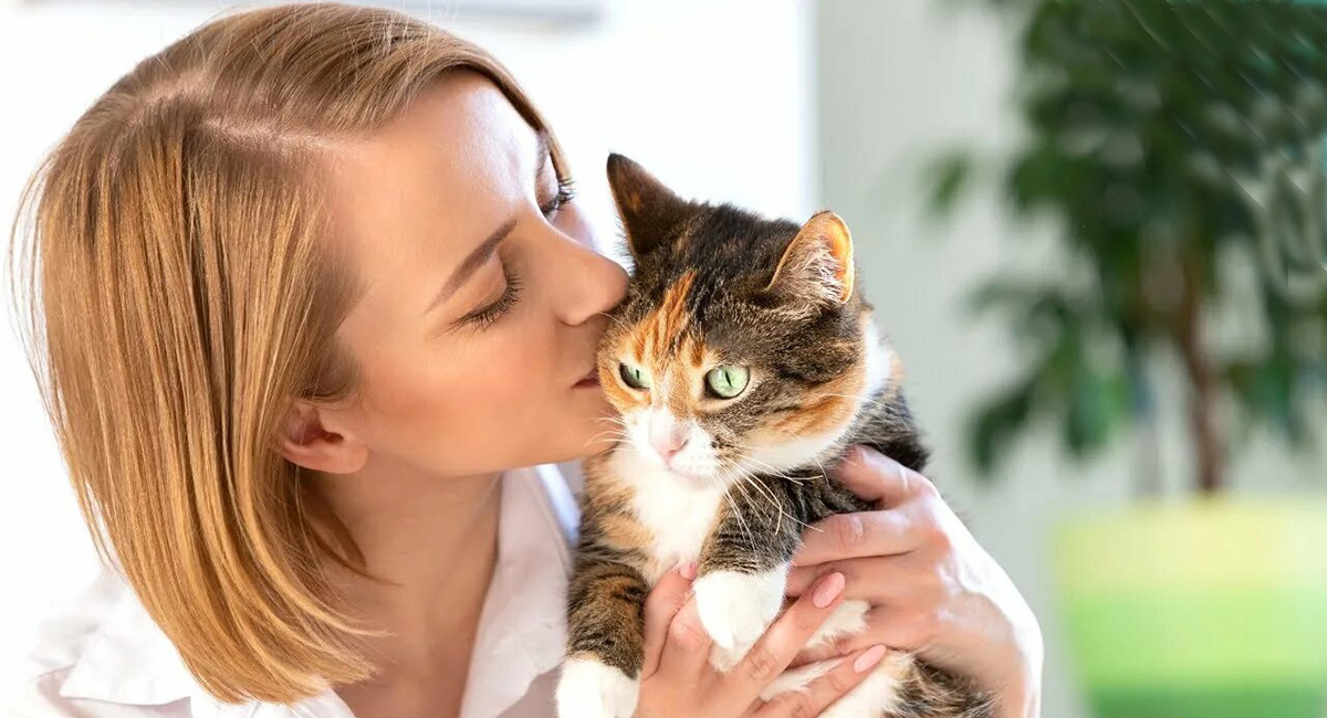 кошка лечит