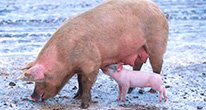 Свиньи бывают оптимистами или пессимистами