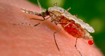 Шесть стран в Африке могут быть свободны от малярии к 2020