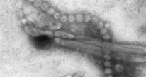 Штамм H7N9 опасен для людей
