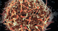 Ахиллесова пята вируса Эбола