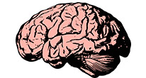 Больше «шума» в мозге – больше внимания