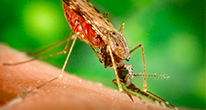 Метиленовый синий убивает возбудителя малярии