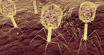 Вирус против болезнетворных бактерий