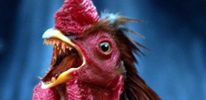 Британские ученые победили грипп! Но пока только птичий, и только у собственноручно выращенных генно-модифицированных кур.