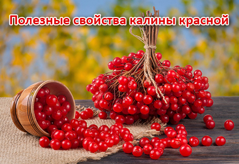 Полезные свойства калины красной для кулинарии