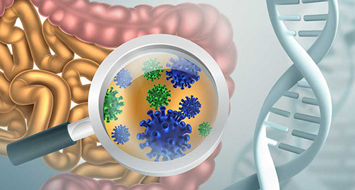Микробиота и иммунитет человека