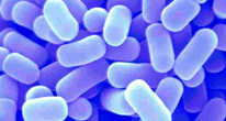 Микробы против атеросклероза