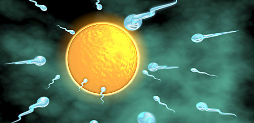 программа планирования ребенка, сперматозоиды 