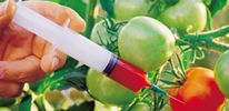 Ученые ответят, насколько опасны ГМО