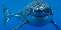 Отдыхать на излюбленном курорте российских туристов — Шарм-эль-Шейхе становится все опасней. За последнюю неделю пятеро туристов пострадали от зубов акулы.