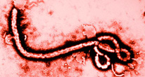 Новая вспышка Эболы в Сьерра-Леоне