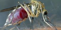 Ученые предлагают обеззараживать комаров