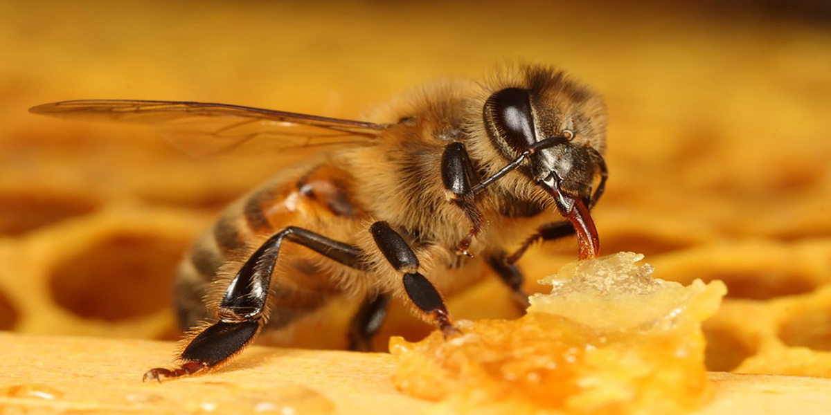 лечение пчелиным ядом