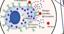 Лечение аллергии: цель – тучные клетки