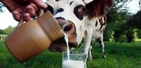 Молоко избавляет от ожирения