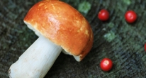 Как собирать грибы 