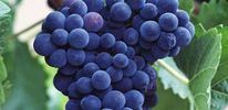 Виноград полезен при диабете