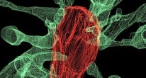 Микроглия помогает развитию связей между нейронами