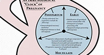 Иммунологические часы беременности