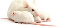 Мыши помогут победить мужское бесплодие