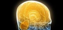Человеческий мозг рассчитан на 200 лет