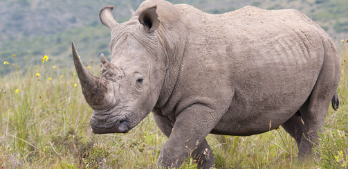 афродизиаки для мужчин, носорог